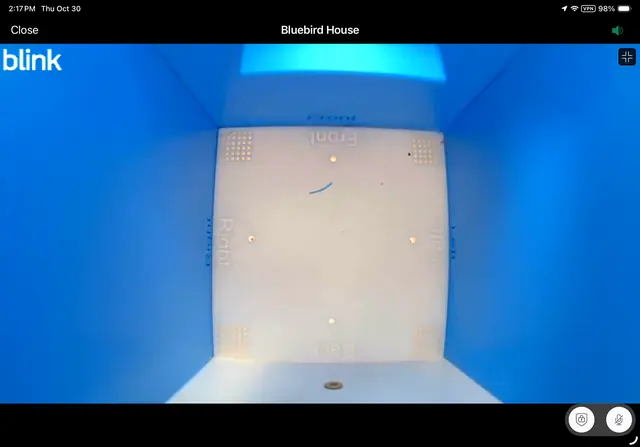 Live Blink camera view — Bluebird house interior