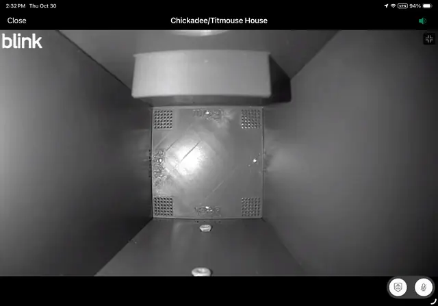 Live Blink camera view — Chickadee/Titmouse house interior (infrared)