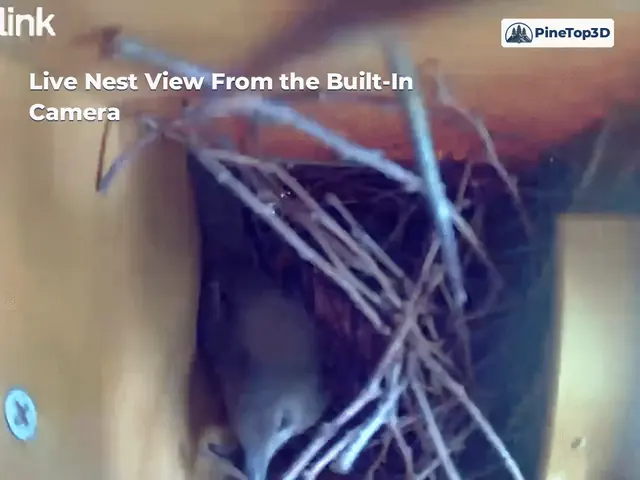 Live nest view from the built-in camera (animated)